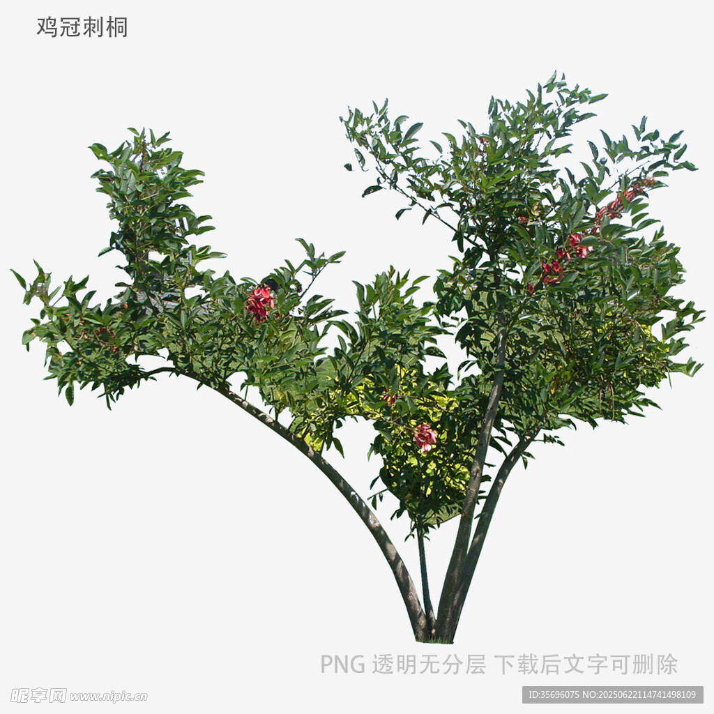 碩果累累的石榴樹