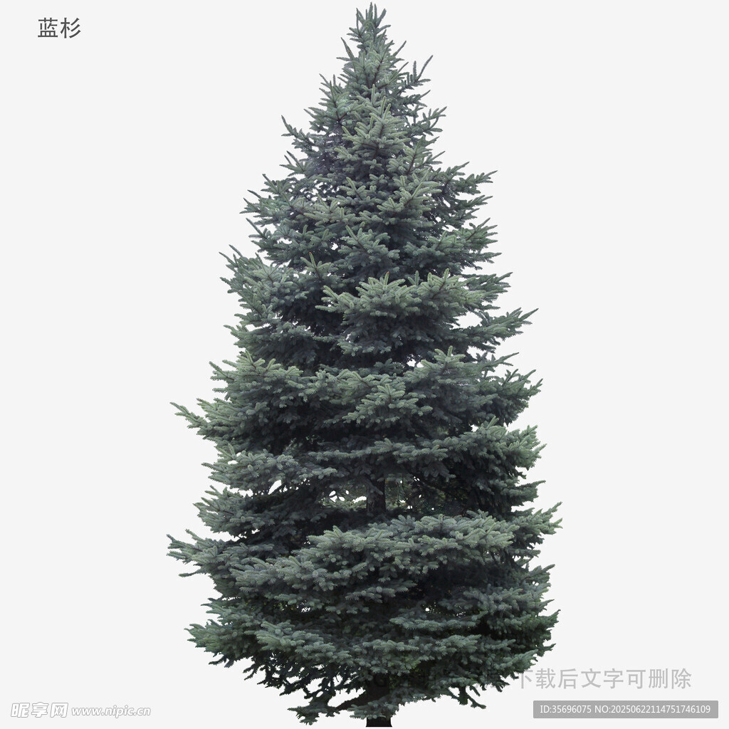 高大挺拔的綠色松樹