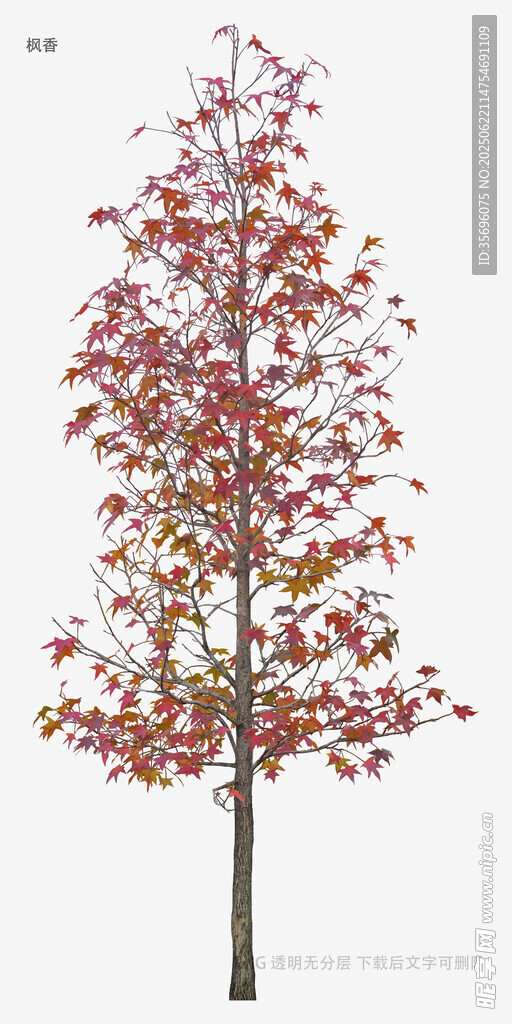 秋季紅葉樹(shù)景觀