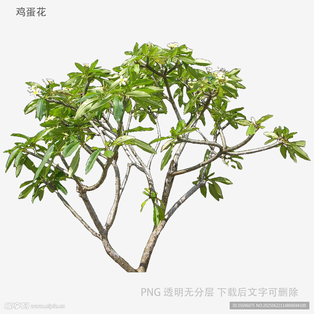 精致綠植雞蛋花樹特寫