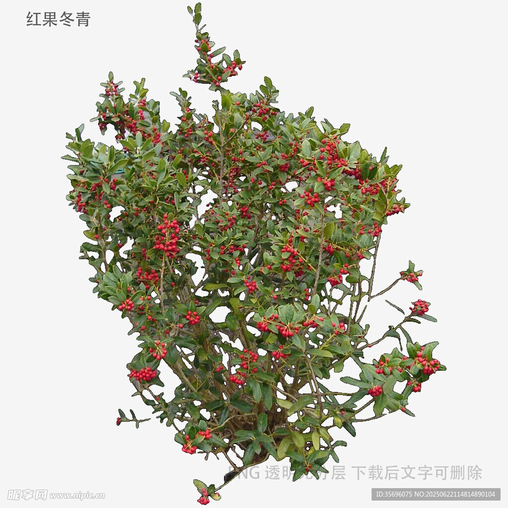 紅果綠葉植物特寫