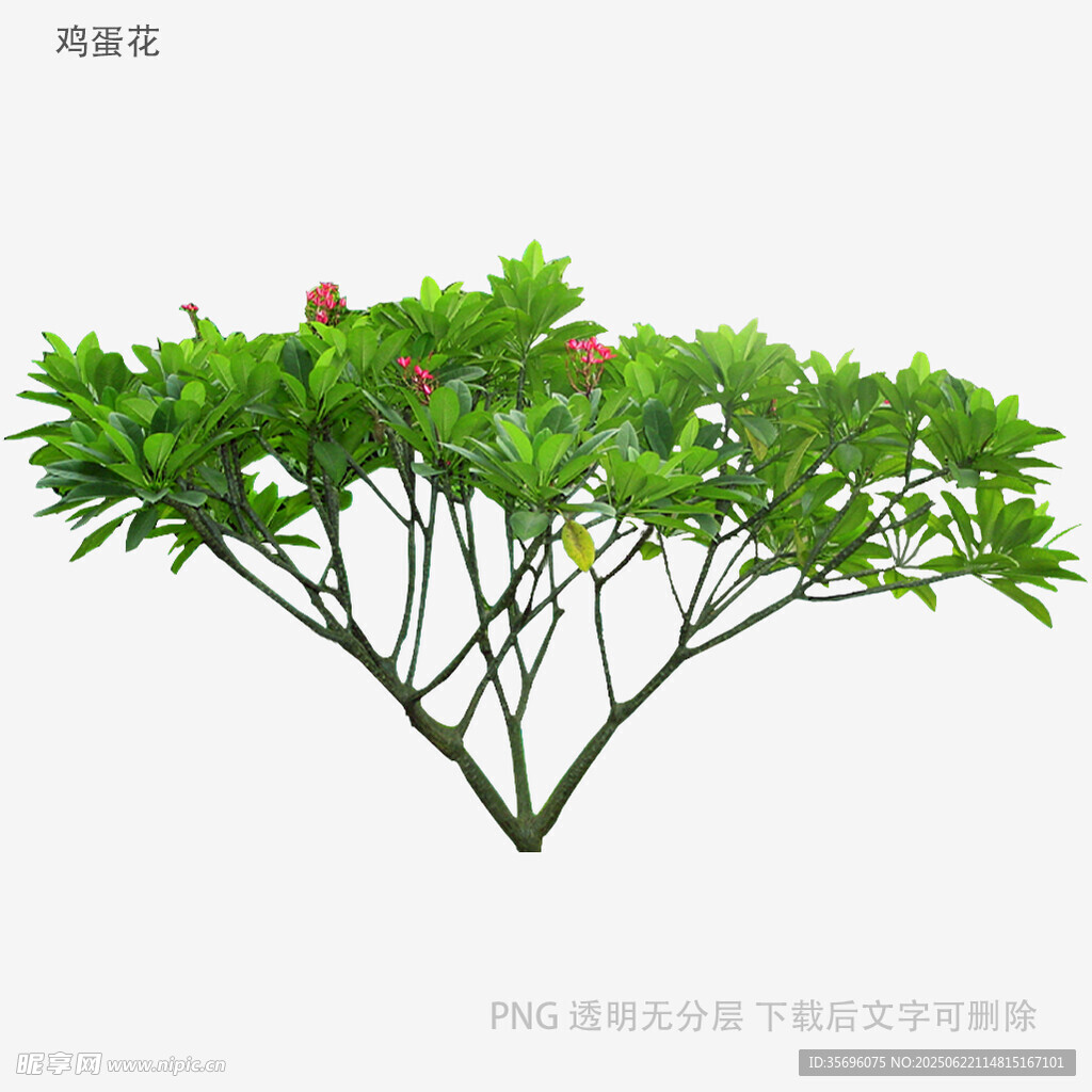 綠色繁茂開花灌木模型