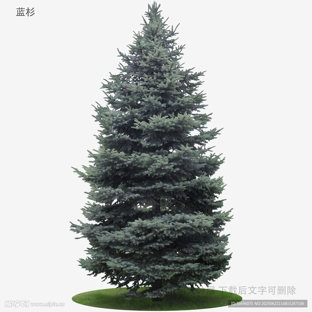 挺拔冷杉樹