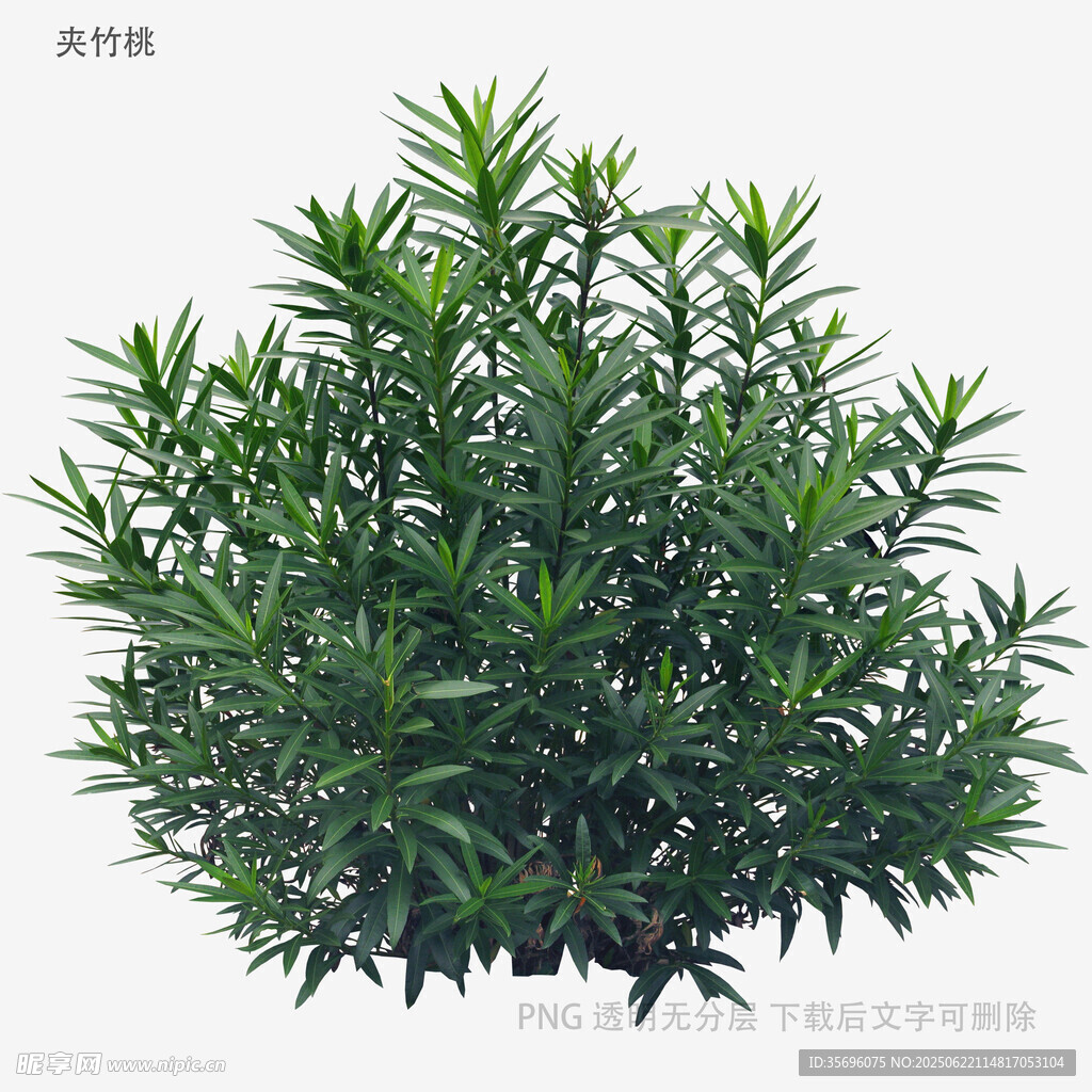 翠綠羅漢松盆栽植物