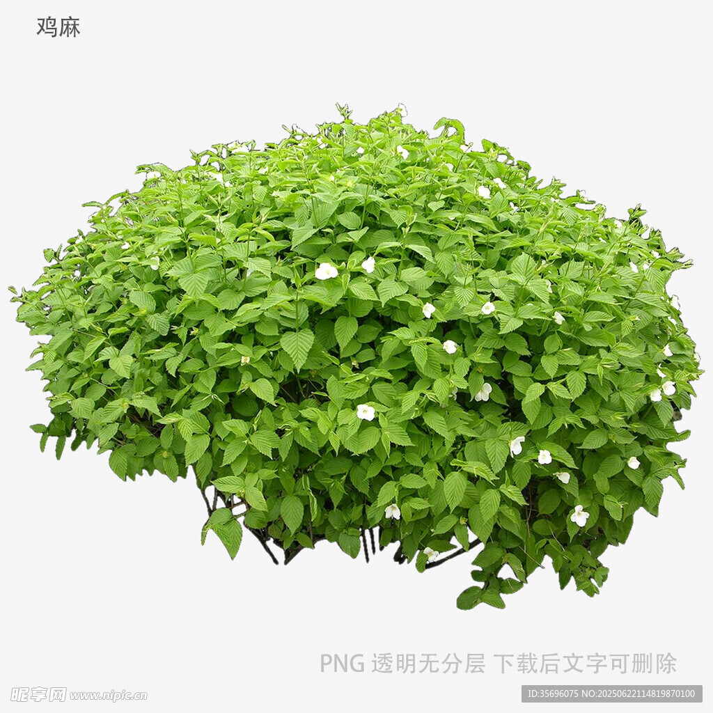 翠綠繁密的白花綠植