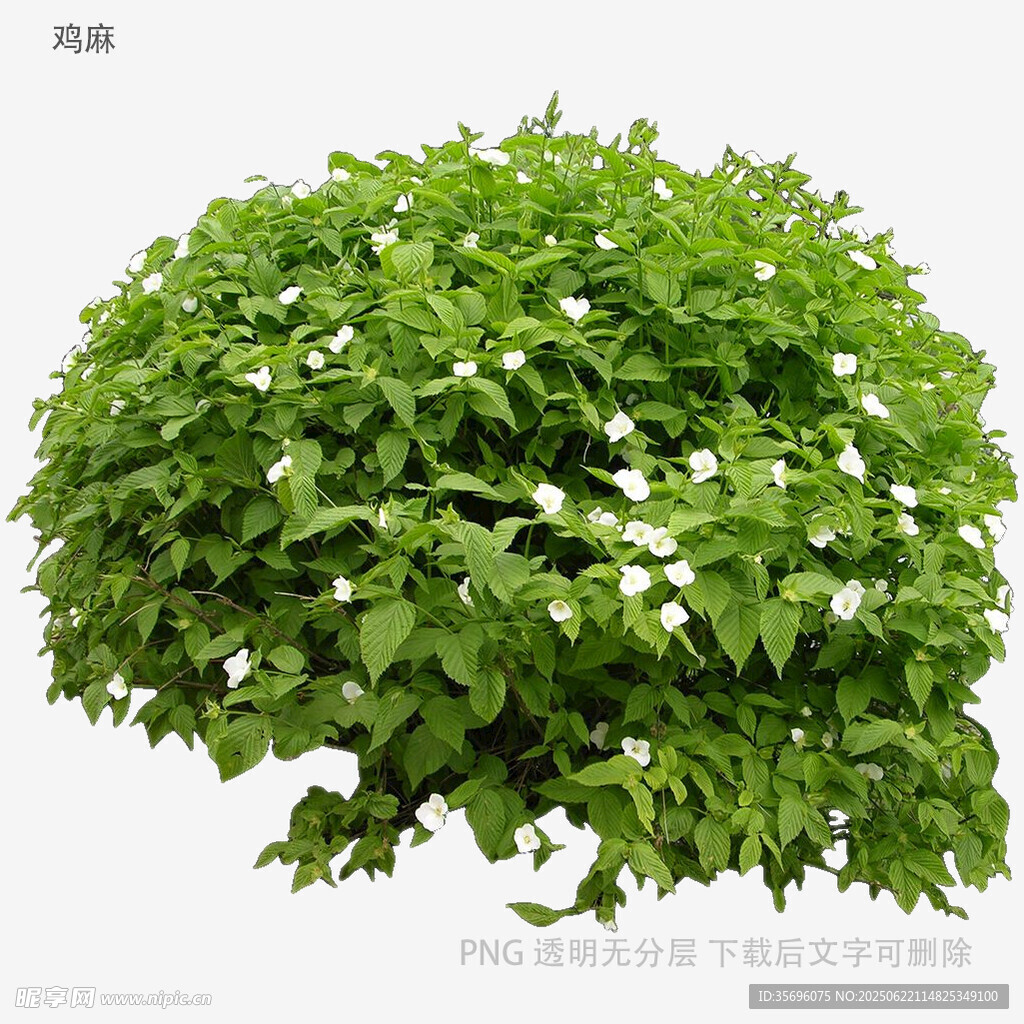 綠葉白花繁茂植物景觀