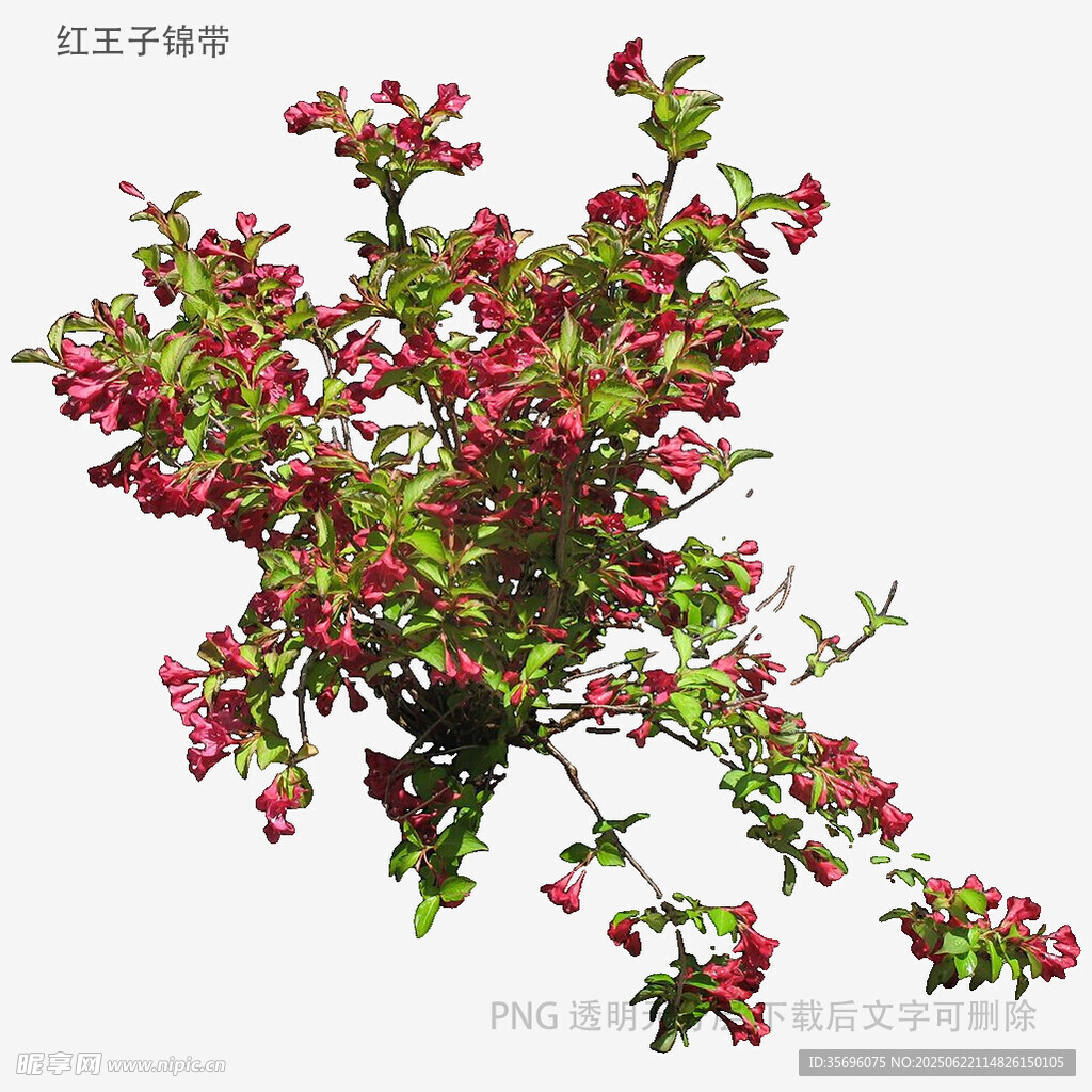 紅色花卉植物特寫