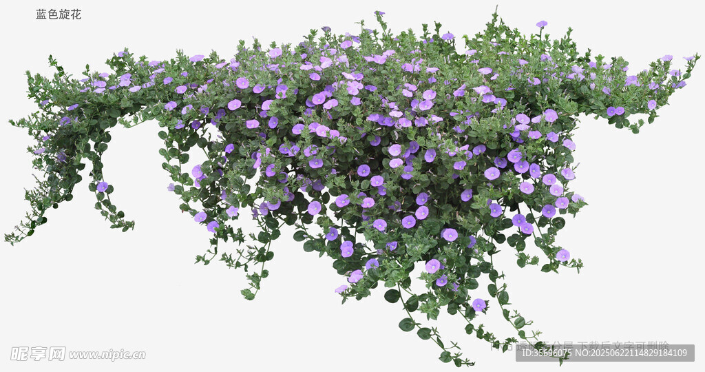 紫色藤蔓花卉3D模型