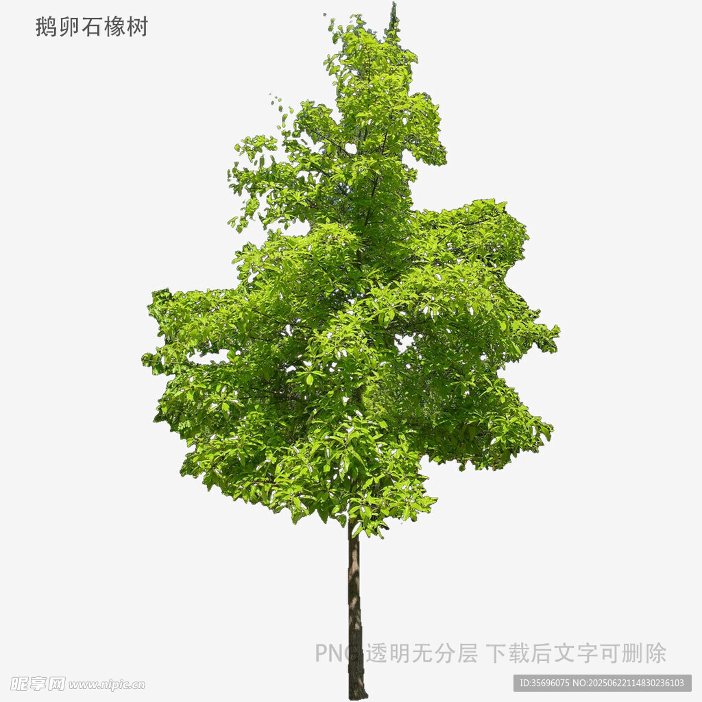 單棵綠樹模型展示