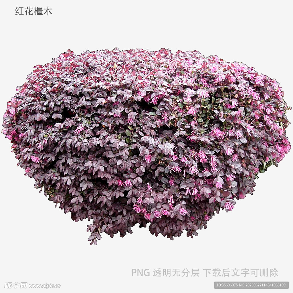繁花簇擁的紫色花卉景觀