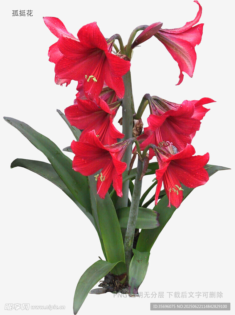 艷麗朱頂紅花卉特寫