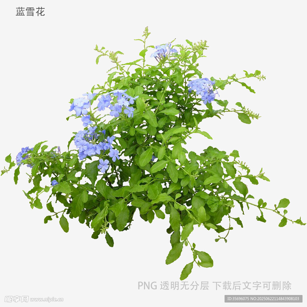 植物