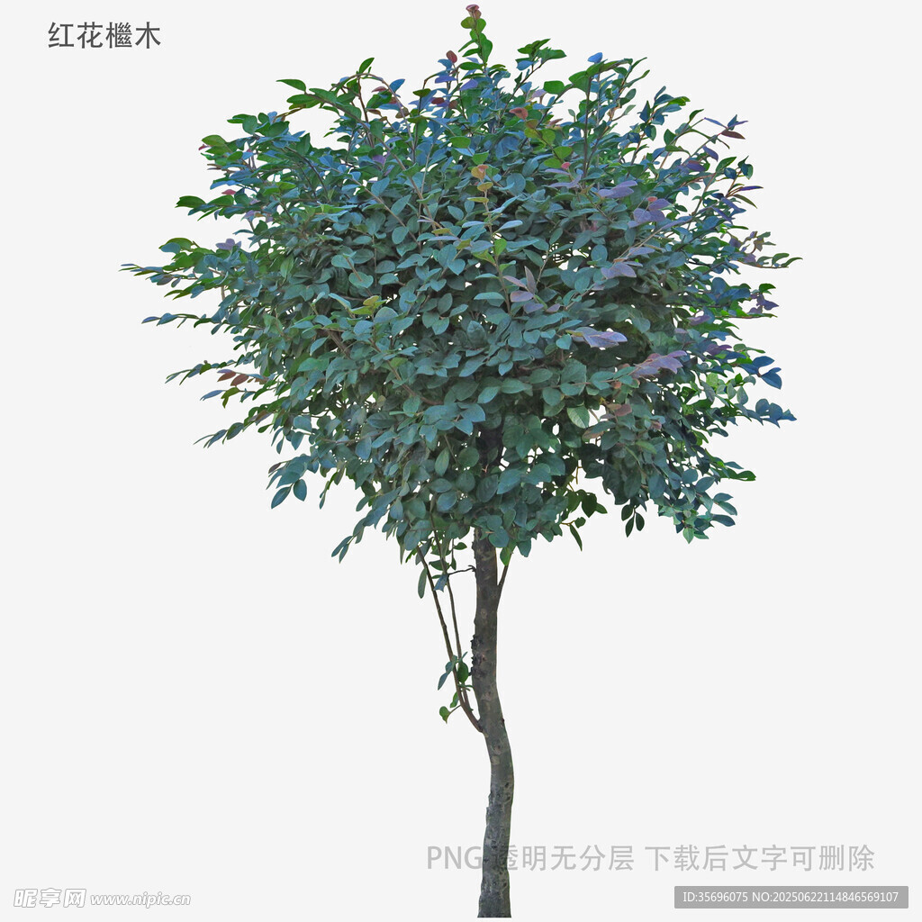 單棵綠樹3D模型