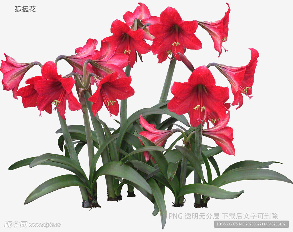 艷麗朱頂紅花卉特寫