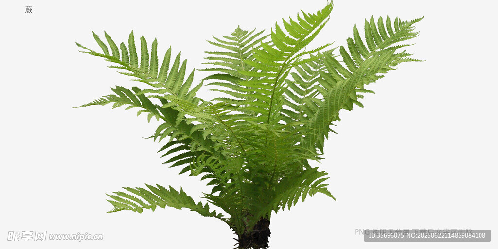 單株翠綠蕨類植物特寫