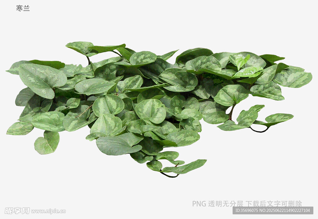 翠綠茂盛的垂吊綠植