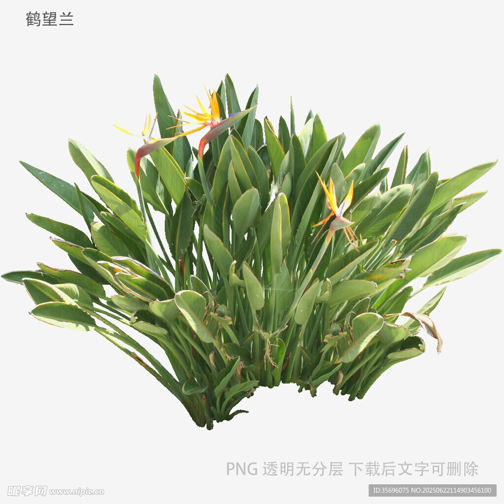 鶴望蘭綠植盆栽花卉展示