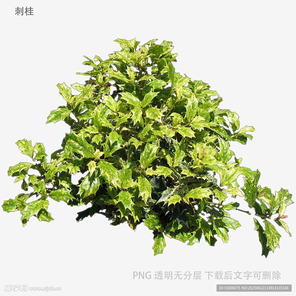 翠綠繁茂的灌木植物