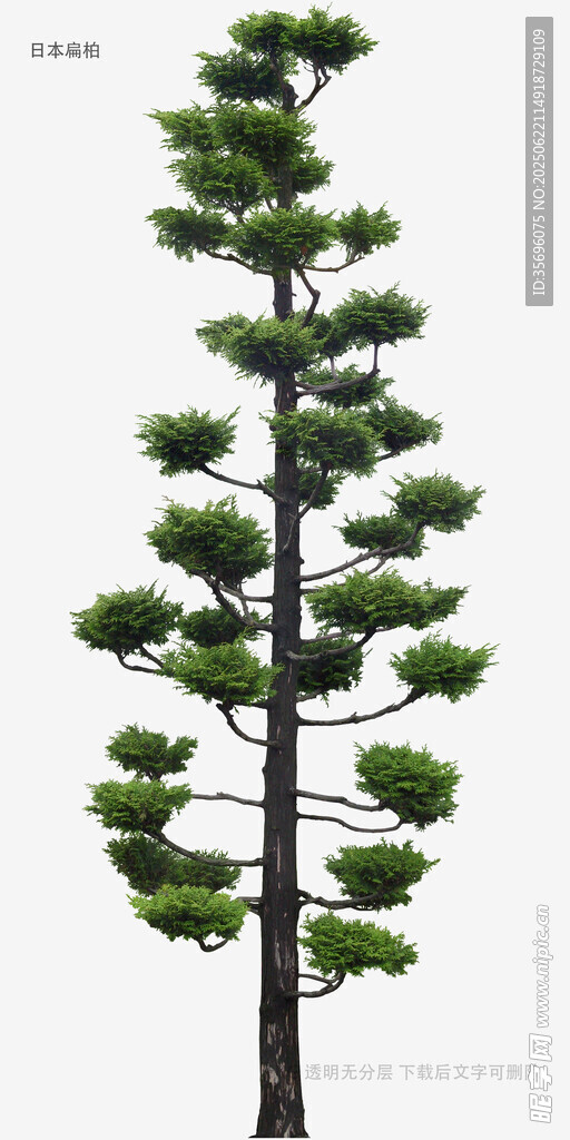 高大挺拔的松樹