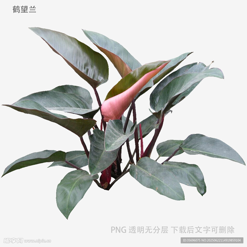 紅掌綠植特寫