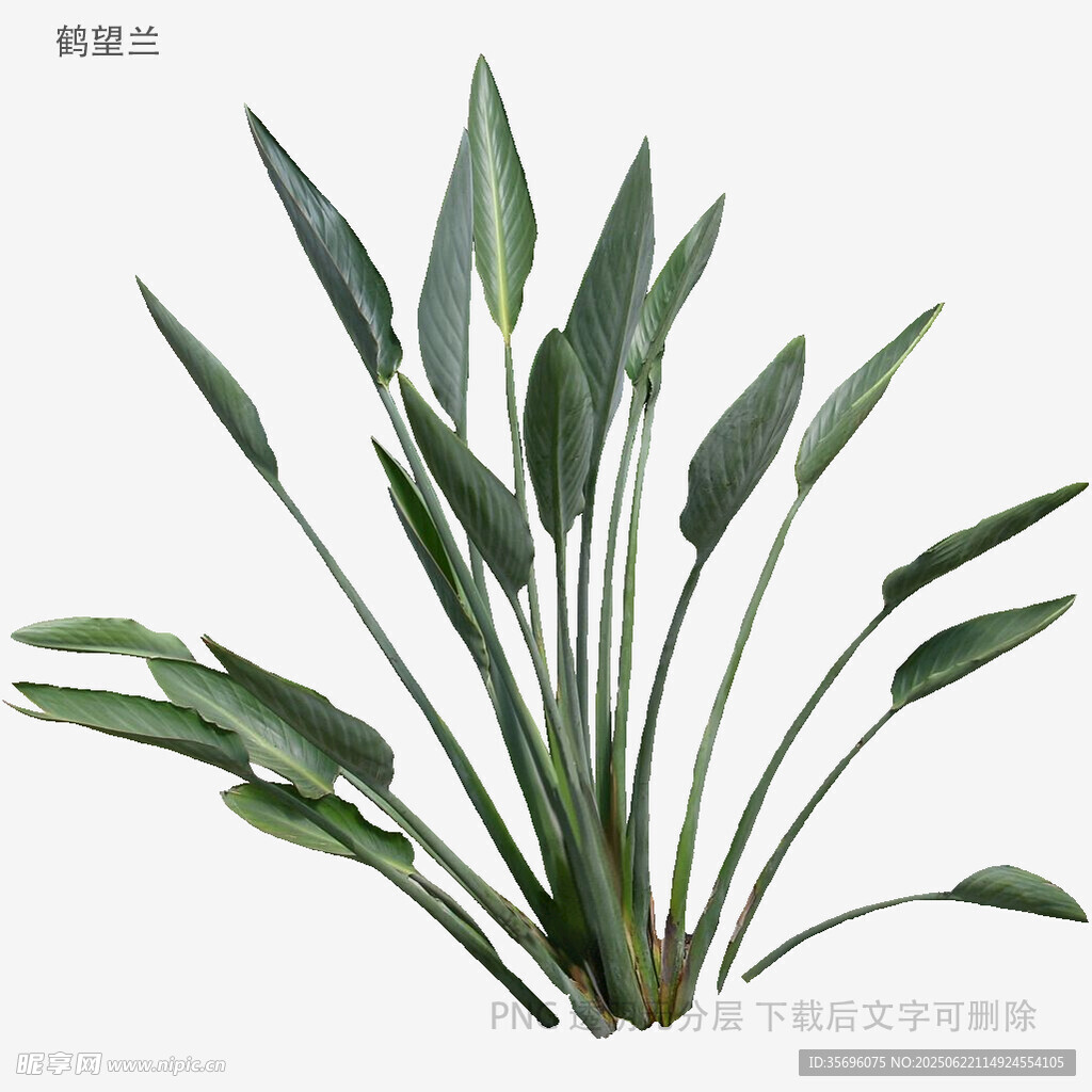 翠綠舒展的清新綠植