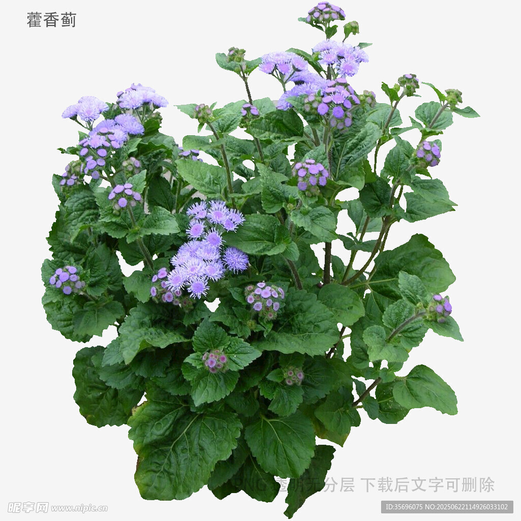 紫色花卉綠植盆栽