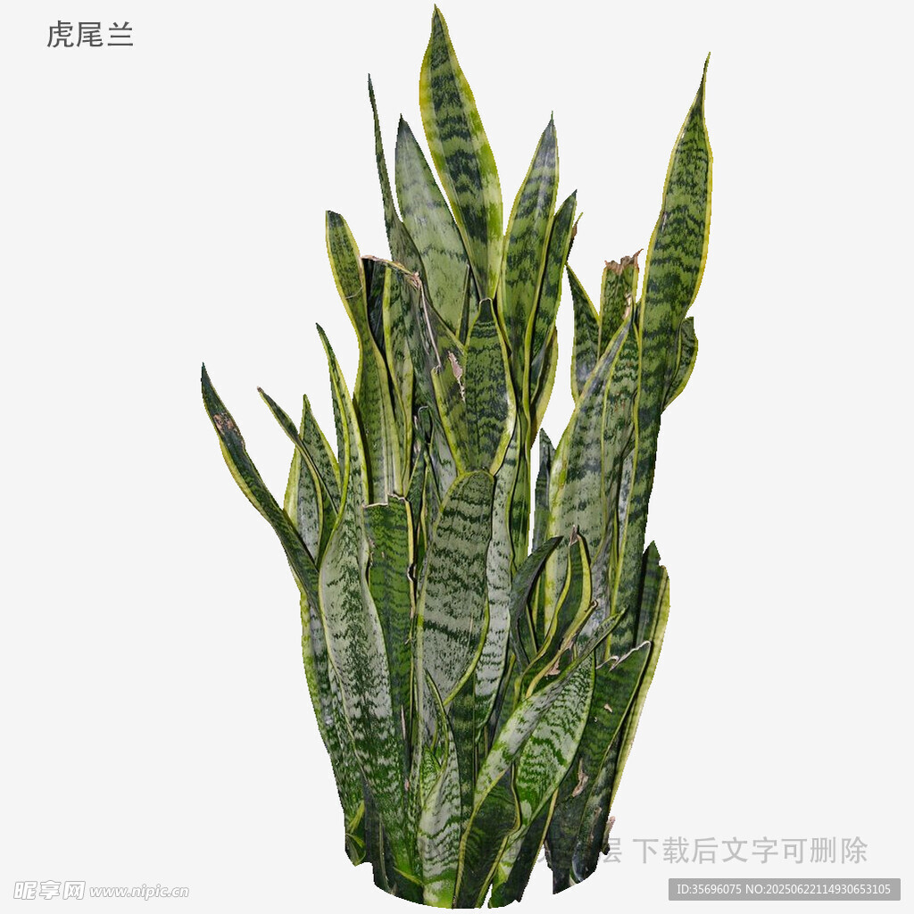虎皮蘭綠植特寫