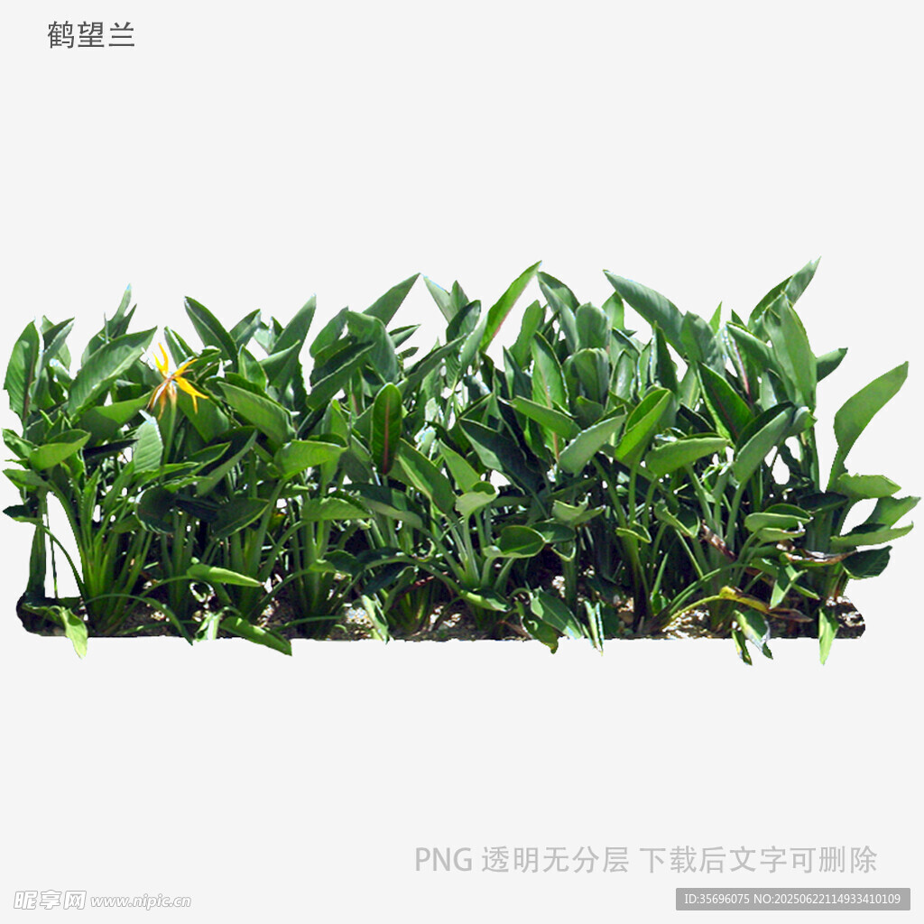 植物