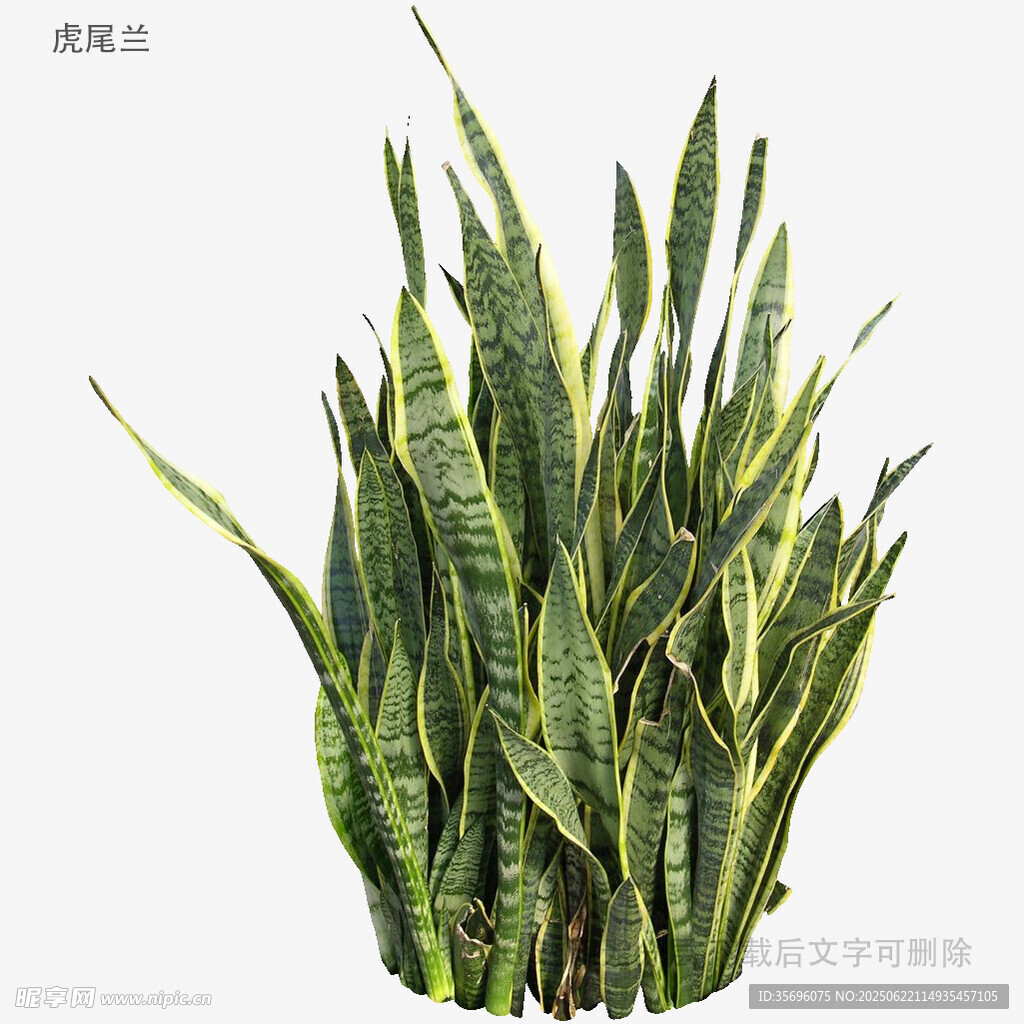 虎皮蘭綠植特寫