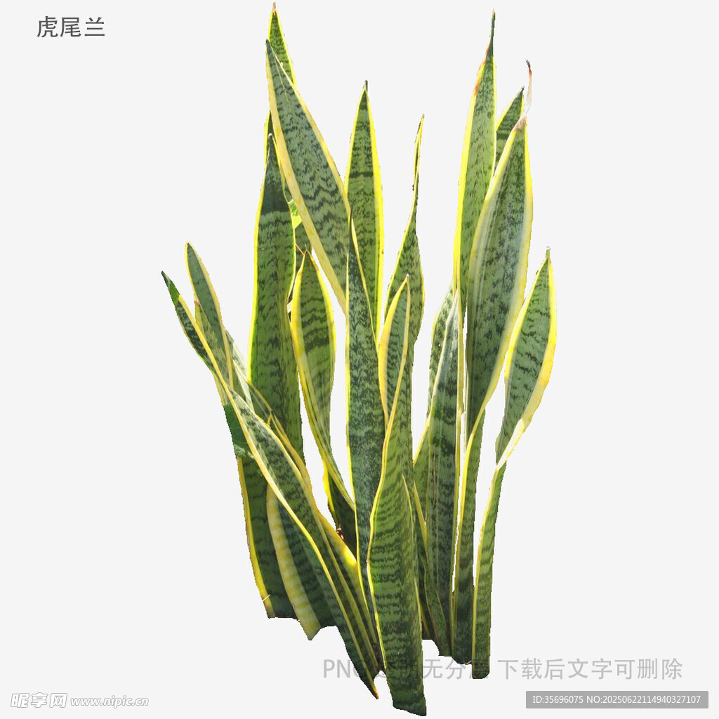 虎皮蘭植物特寫