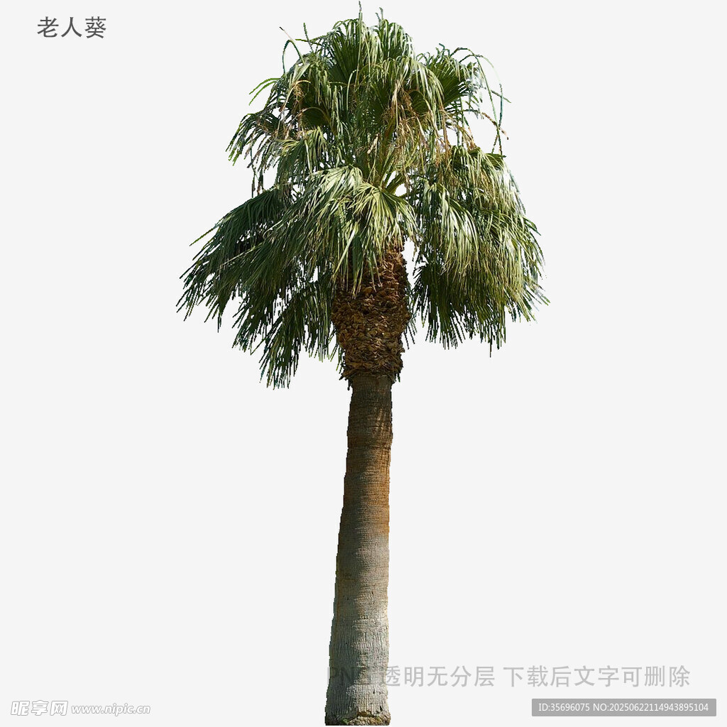 單棵棕櫚樹特寫