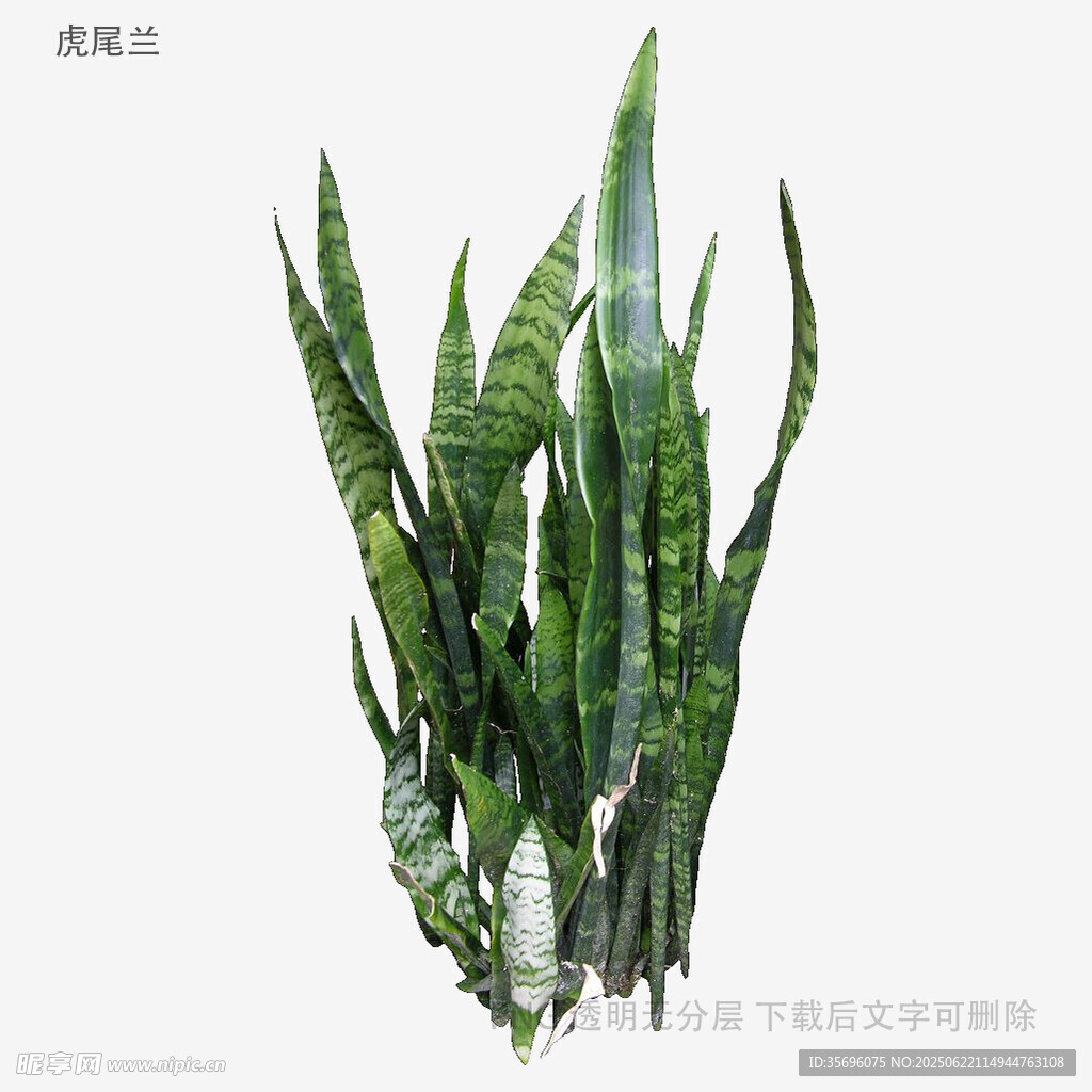 翠綠虎皮蘭植物特寫