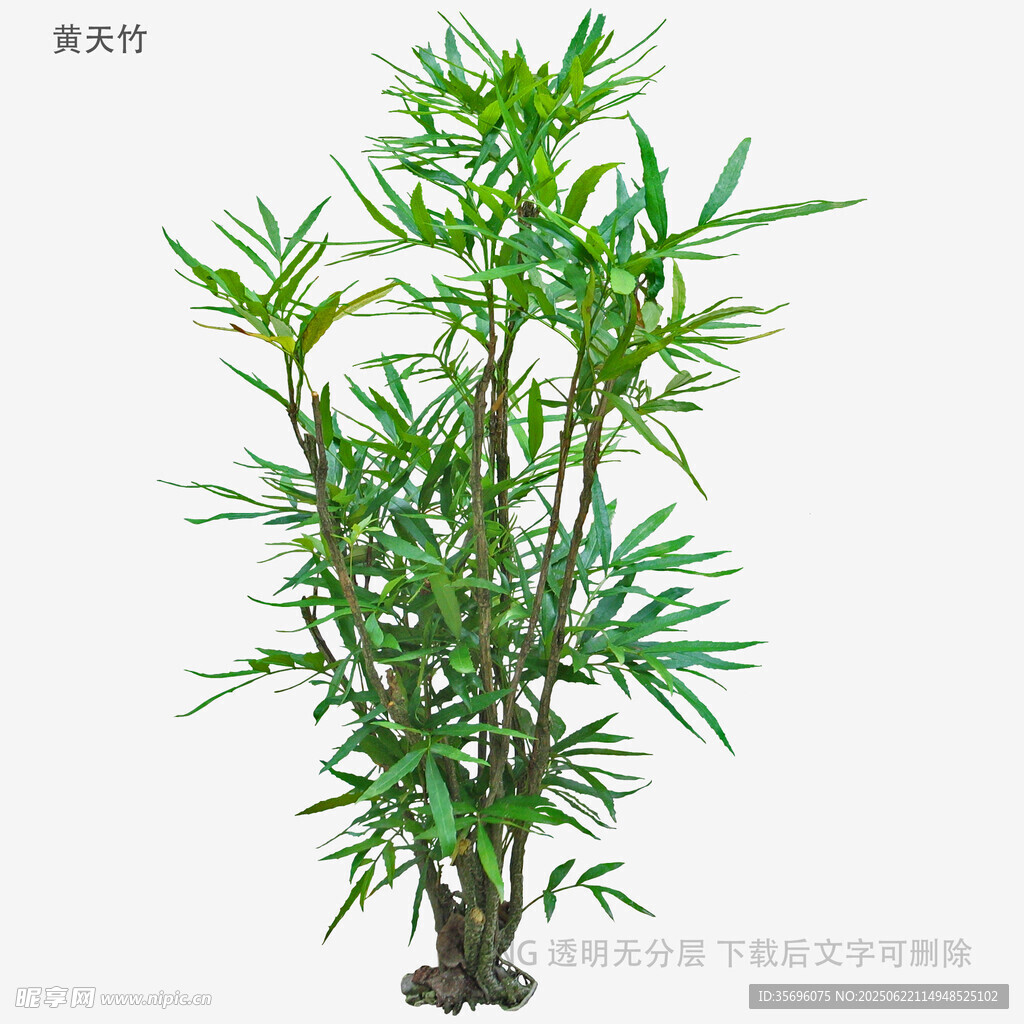 翠綠清新小竹盆栽