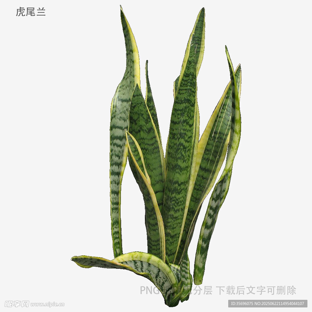 金邊虎皮蘭植物插畫