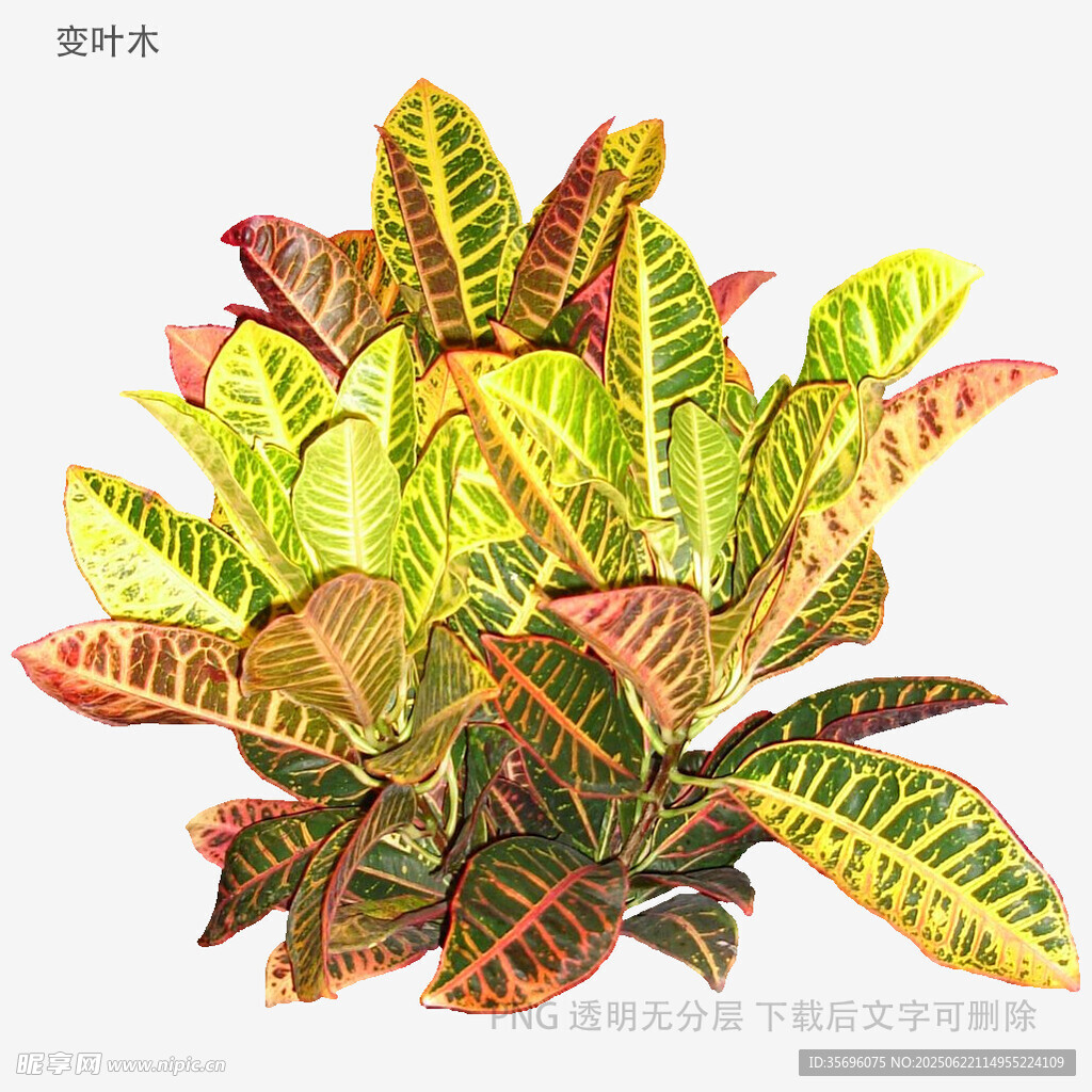 多彩斑斕變?nèi)~木植物