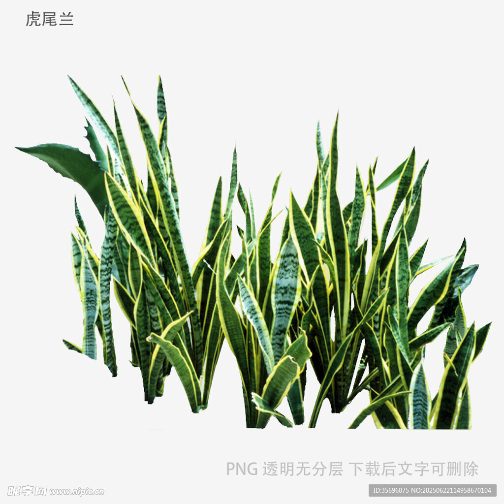 虎皮蘭植物素材圖