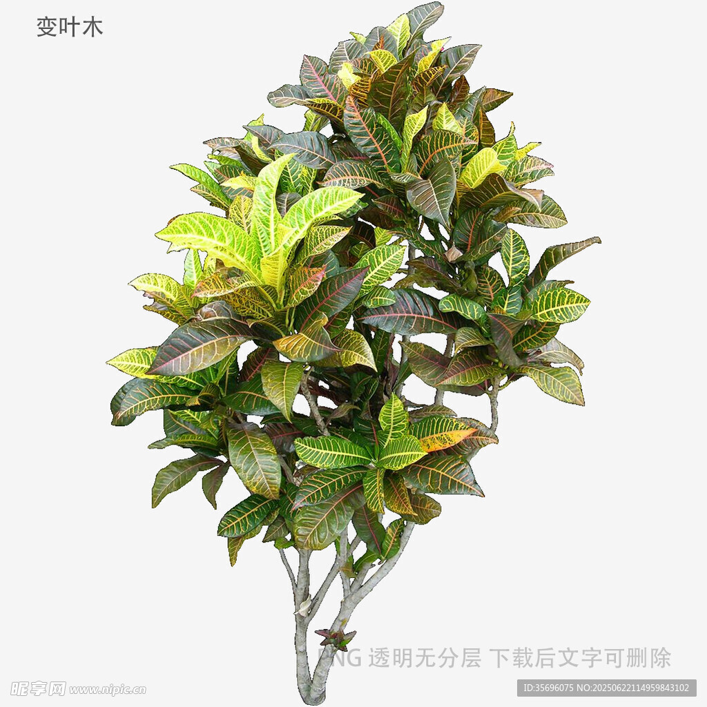 綠葉繁茂的觀賞植物