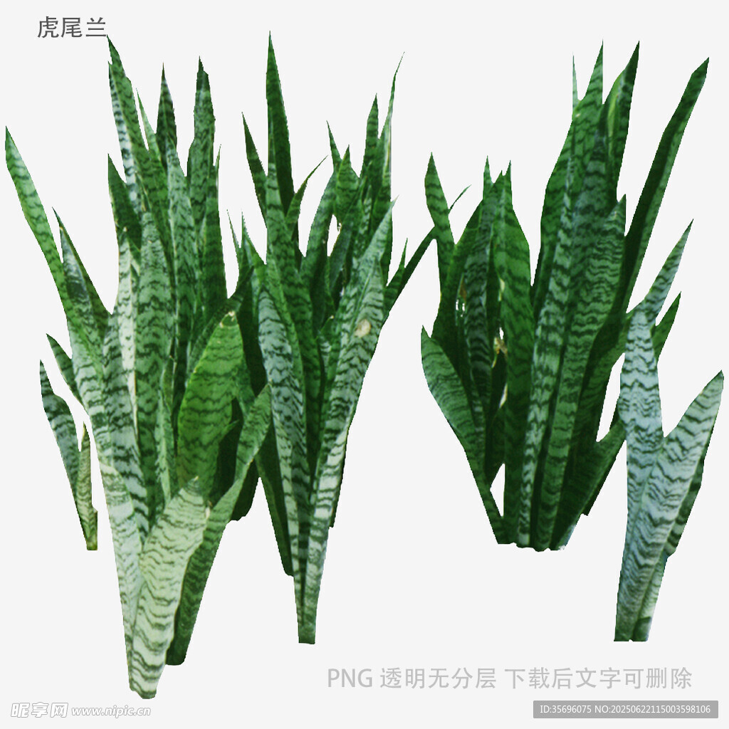 虎皮蘭植物素材圖
