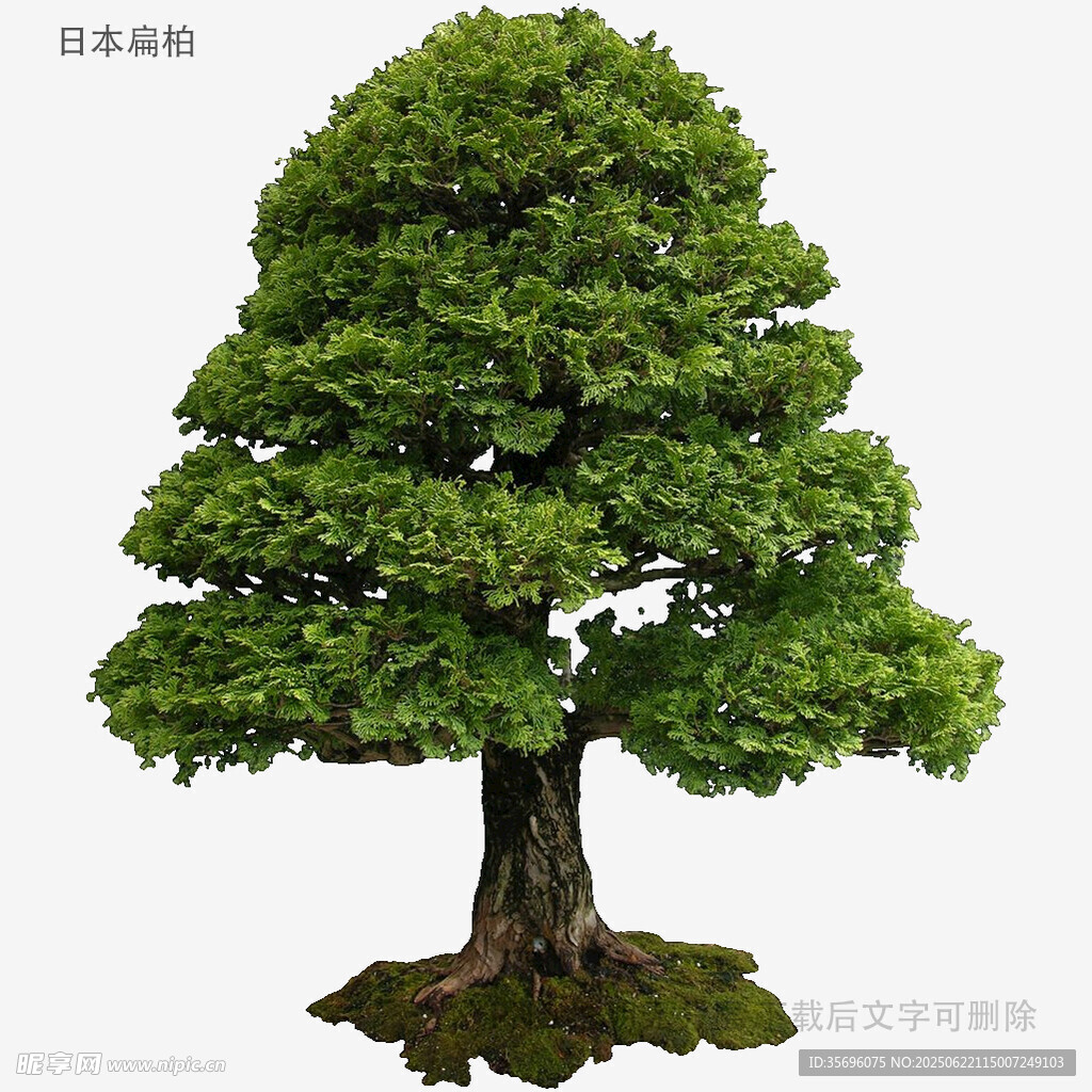 植物