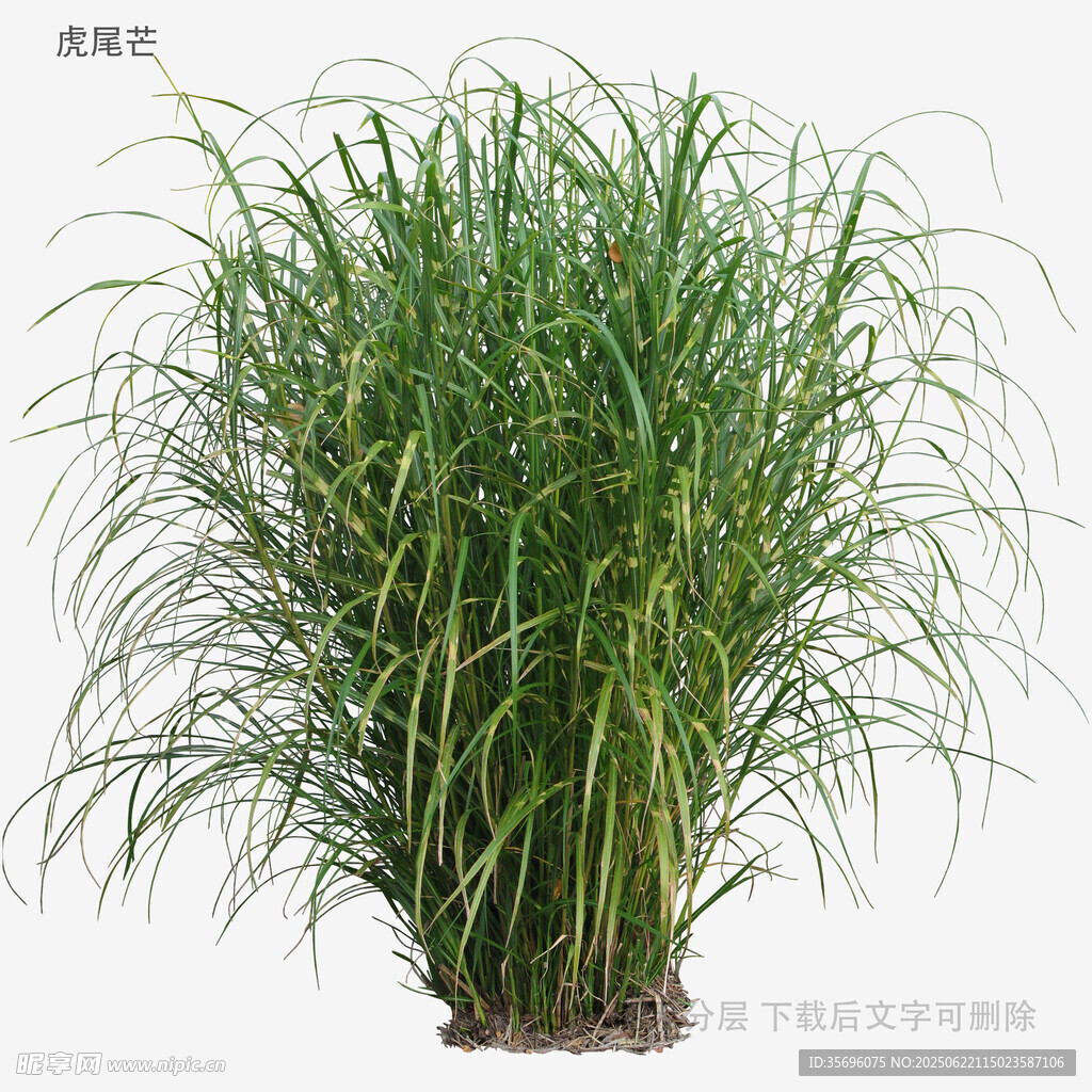 翠綠茂盛的觀賞草植株
