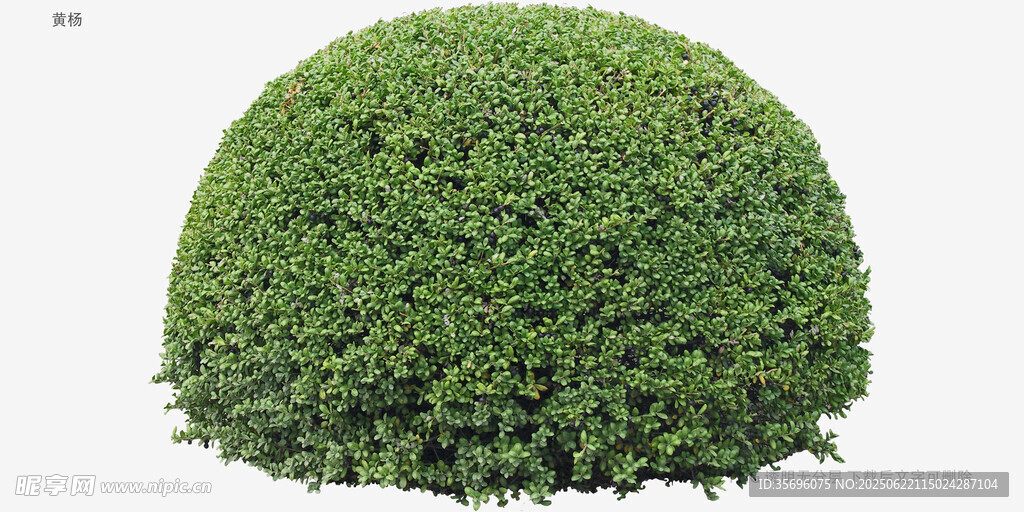 球形綠植灌木