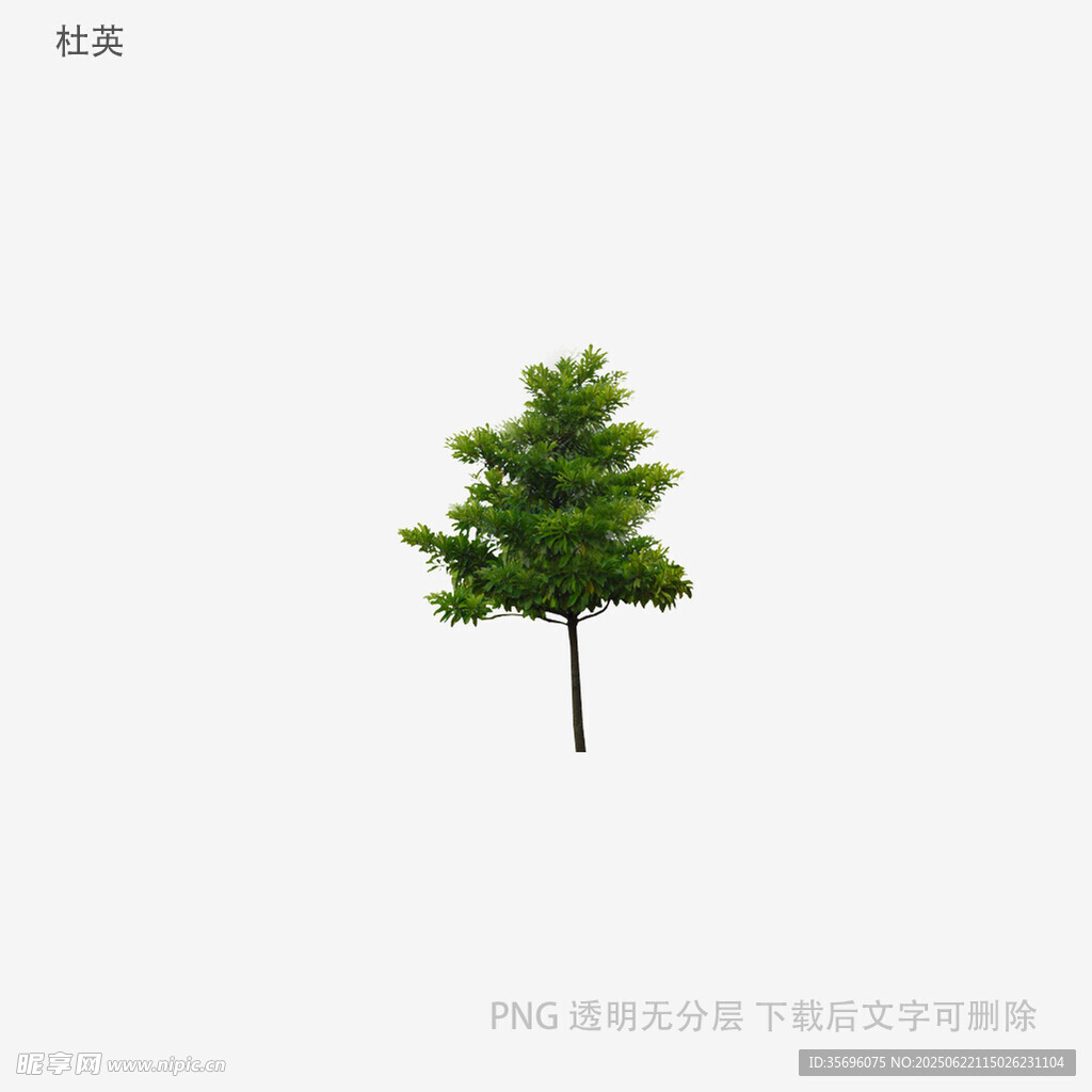 單棵綠樹插畫