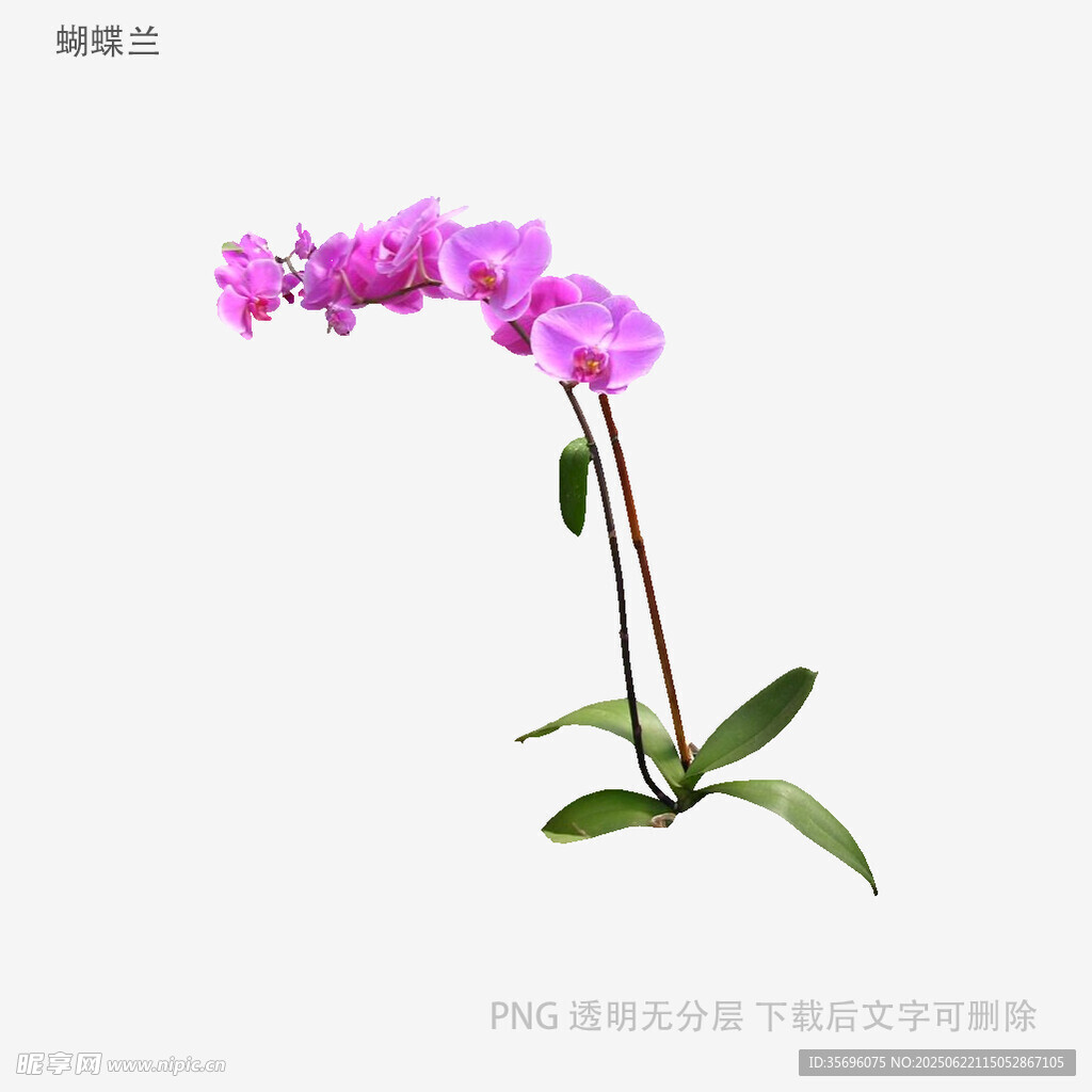 紫色蝴蝶蘭特寫