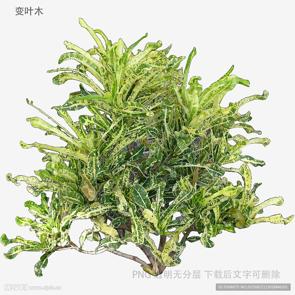 翠綠繁茂的盆栽植物
