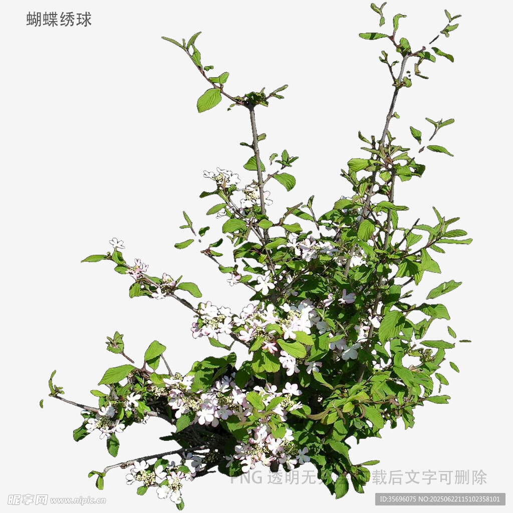 綠葉白花植物特寫