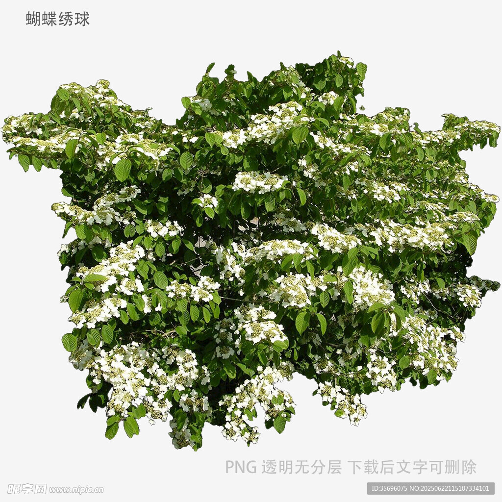 繁茂白花灌木