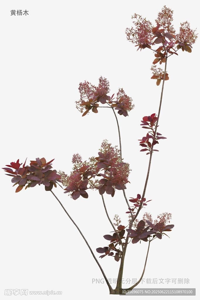 紅紫色枝葉植物特寫