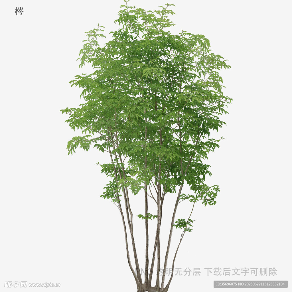 植物