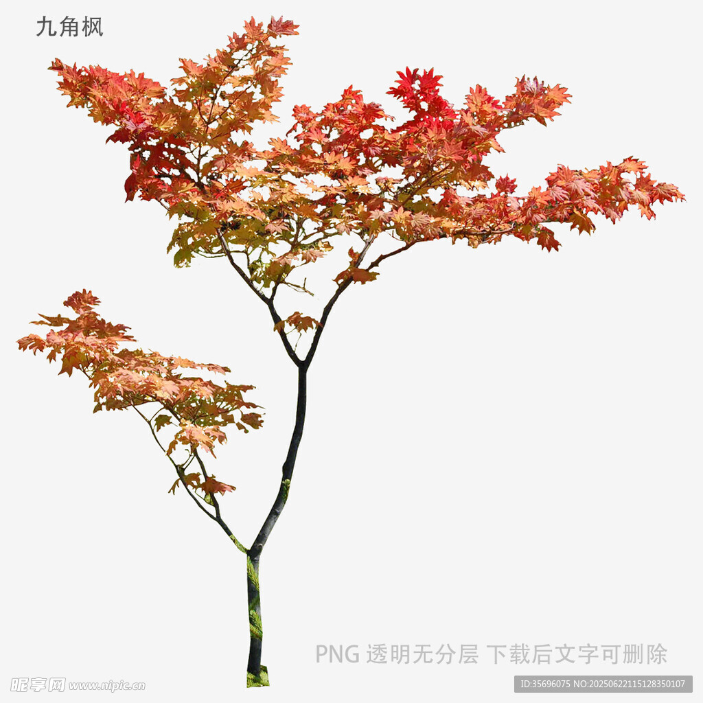 秋日紅楓樹枝特寫