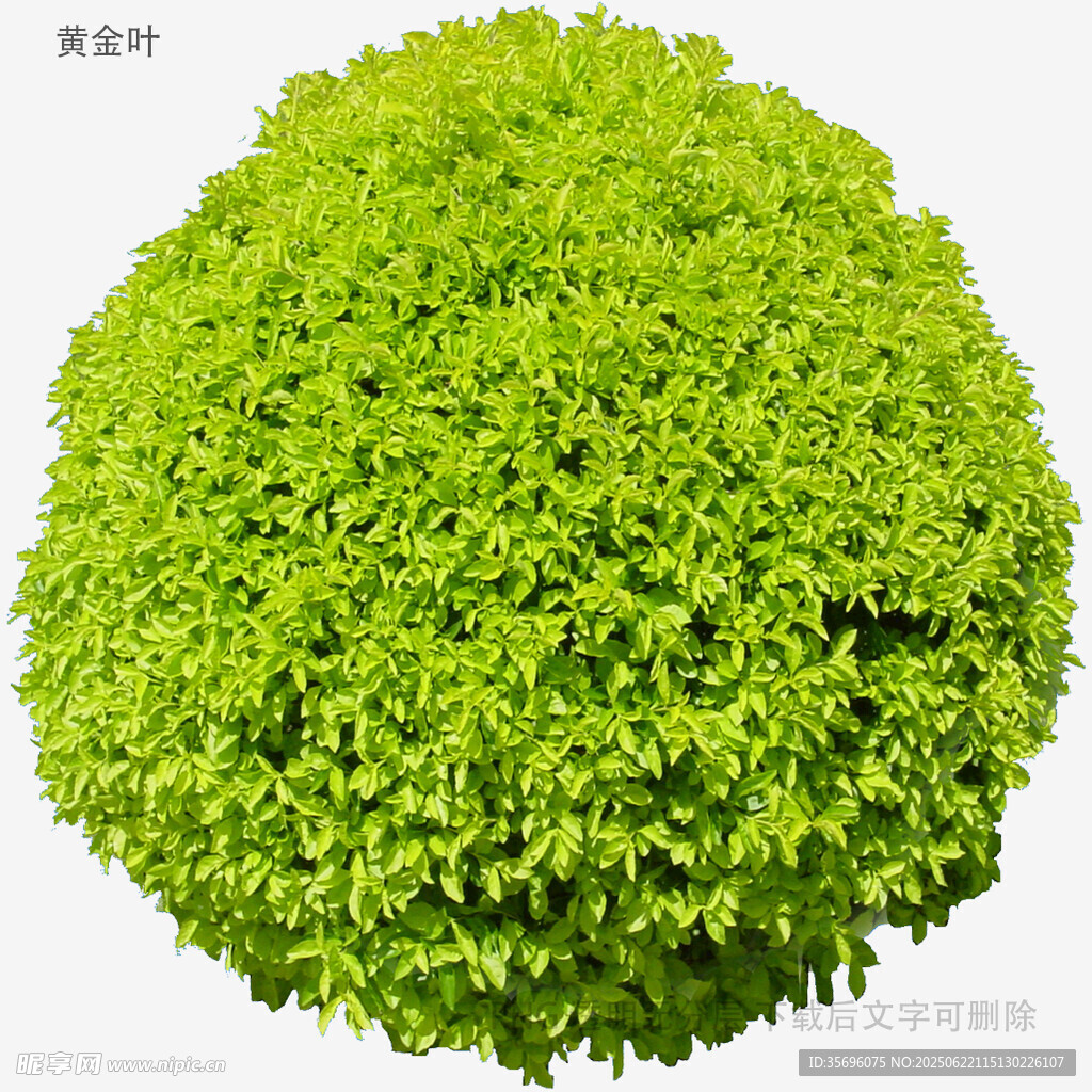 球形綠植